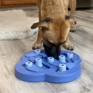 Dog Doing Enrichment Puzzle With On Laura's Leash