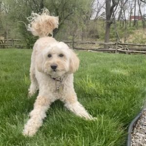 Dog In Yard With On Laura's Leash